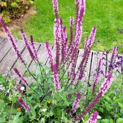Salvia Nemorosa 'Caradonna Pink Inspiration' -Dobies FLSSAL38367