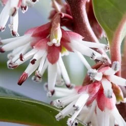 Sarcococca Hookeriana 'Winter Gem' -Dobies FLSSAR36936