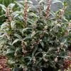 Sarcococca Hookeriana 'Winter Gem'