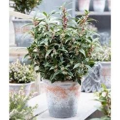 Sarcococca Hookeriana 'Winter Gem' -Dobies FLSSAR36938