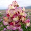 Sweet Pea Seeds - Spanish Dancer