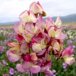 Sweet Pea Seeds - Spanish Dancer
