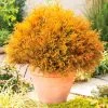 Thuja Occidentalis 'Rheingold'