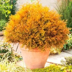 Thuja Occidentalis 'Rheingold'