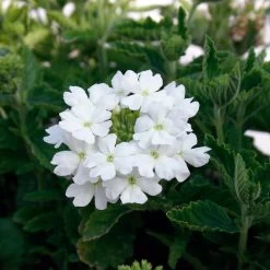 Colour-themed Collection - Pride Of Britain -Dobies FLSVER26206