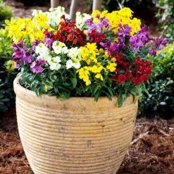 Wallflower 'Sugar Rush'