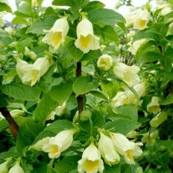 Weigela Middendorffiana