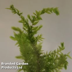 Fontinalis Antipyretica (Oxygenating Aquatic) -Dobies FONT ANTIPYRET S02155