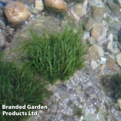 Fontinalis Antipyretica (Oxygenating Aquatic)