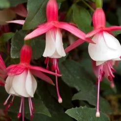 Fuchsia Alice Hoffman