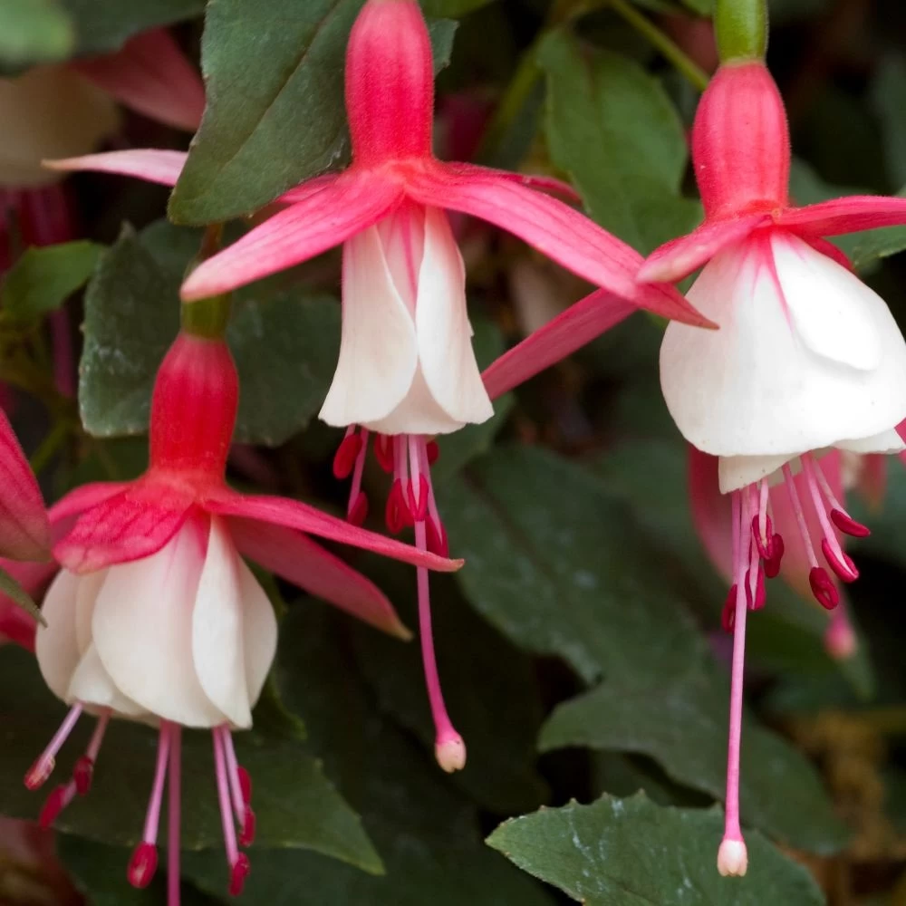 Fuchsia Alice Hoffman 1 Fuchsia Alice Hoffman