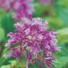 Fuchsia Arborescens