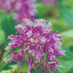 Fuchsia Arborescens