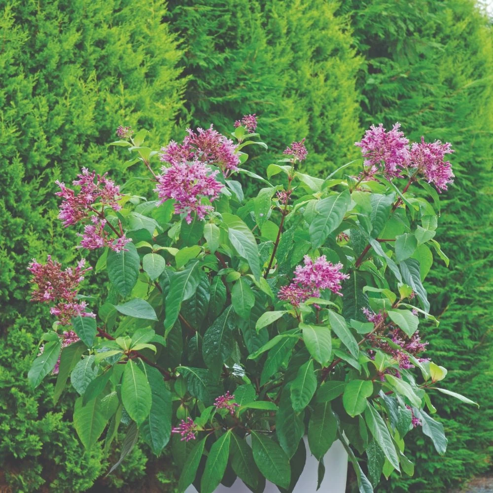 Fuchsia Arborescens 2 Fuchsia Arborescens - Image 2