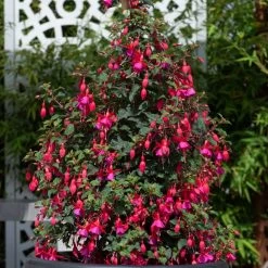 Fuchsia Beacon (Hardy)