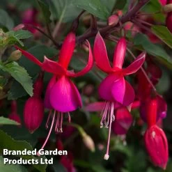 Fuchsia Beacon (Hardy) -Dobies FUCH BEACON S350401