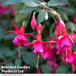 Fuchsia Beacon (Hardy) -Dobies FUCH BEACON T41437