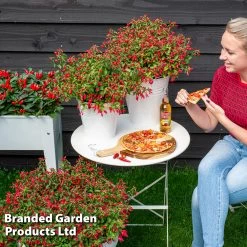 Fuchsia 'Chilli Red' 11 Fuchsia 'Chilli Red' -Dobies FUCH CHILLIRED S48407