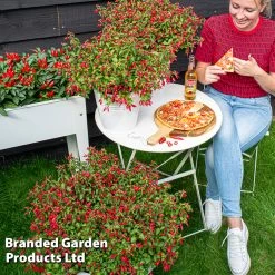 Fuchsia 'Chilli Red' 12 Fuchsia 'Chilli Red' -Dobies FUCH CHILLIRED S48409