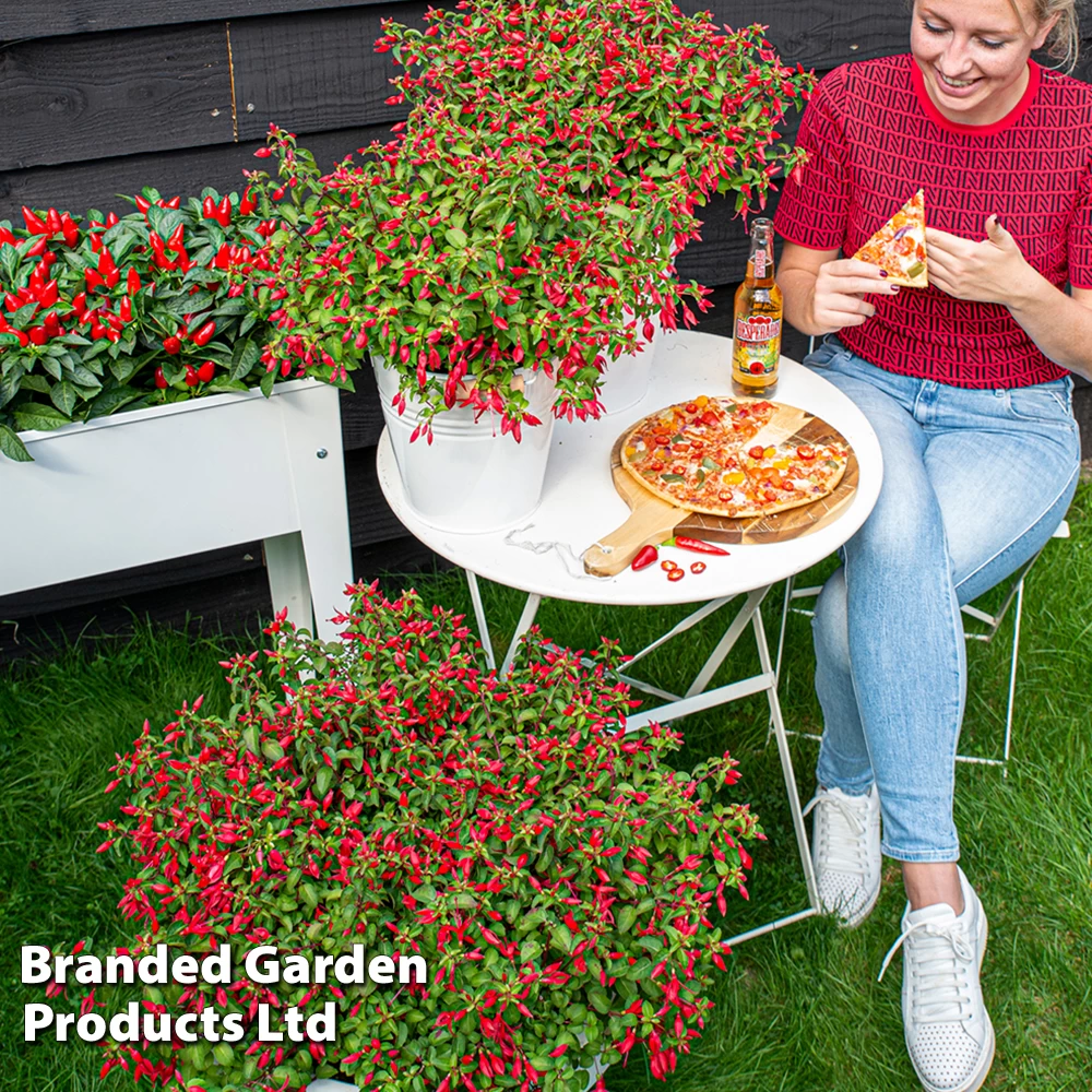 Fuchsia 'Chilli Red' 5 Fuchsia 'Chilli Red' - Image 5