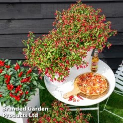 Fuchsia 'Chilli Red' 13 Fuchsia 'Chilli Red' -Dobies FUCH CHILLIRED S48412