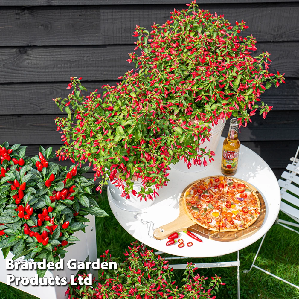 Fuchsia 'Chilli Red' 6 Fuchsia 'Chilli Red' - Image 6