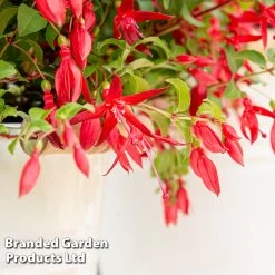 Fuchsia 'Chilli Red' 15 Fuchsia 'Chilli Red' -Dobies FUCH CHILLIRED S48416