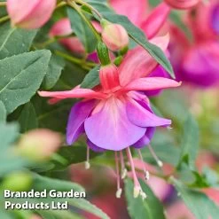 Fuchsia 'Lionita Double Rose-Blue'