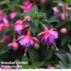 Fuchsia 'Lionita Double Rose-Blue' -Dobies FUCH DBLROSEBL T51353