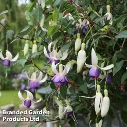 Fuchsia 'Delta's Sarah' (Hardy)