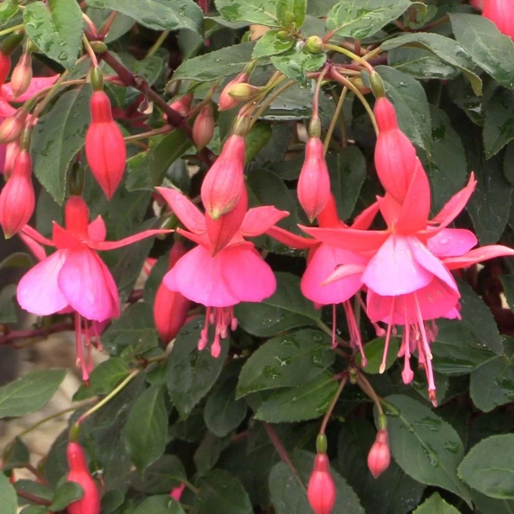 Fuchsia Hardy Display 2 Fuchsia Hardy Display - Image 2