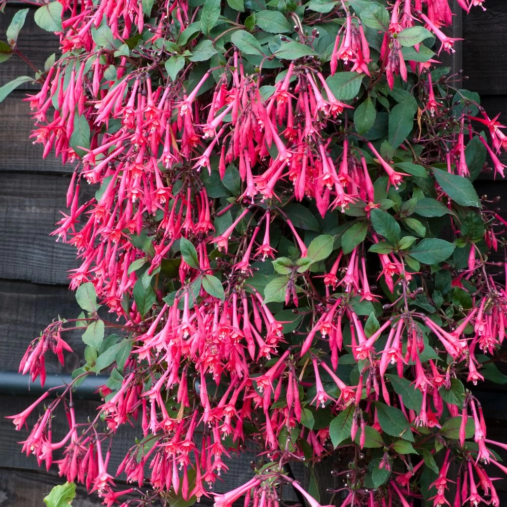 Fuchsia 'Eruption' 1 Fuchsia 'Eruption'