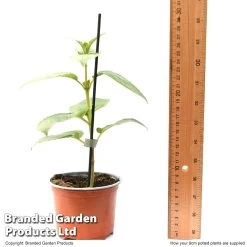 Fuchsia 'Garden News' (Hardy) -Dobies FUCH GARDEN9CM T48869