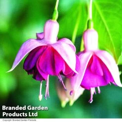 Fuchsia 'Garden News' (Hardy) -Dobies FUCH GARDENEWS T02501
