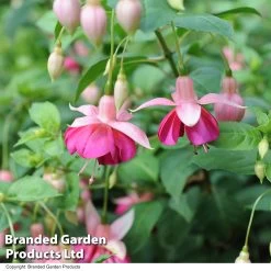 Fuchsia 'Garden News' (Hardy) -Dobies FUCH GARDENEWS T02503