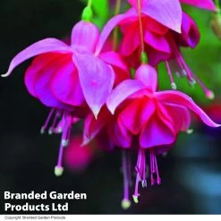 Fuchsia 'Garden News' (Hardy) -Dobies FUCH GARDENEWS T02592