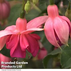 Fuchsia 'Garden News' (Hardy) -Dobies FUCH GARDENEWS T35087