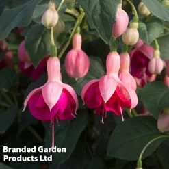Fuchsia 'Garden News' (Hardy) -Dobies FUCH GARDENNEW S35043