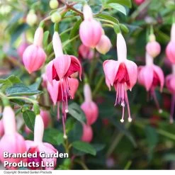 Fuchsia 'Garden News' (Hardy) -Dobies FUCH GARDENNEW T41439