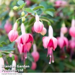 Fuchsia 'Garden News' (Hardy) -Dobies FUCH GARDENNEW T41440