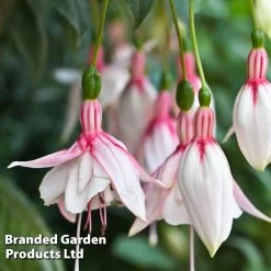 Fuchsia Happy Wedding Day