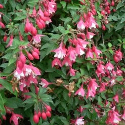 Fuchsia Hardy Lady Thumb -Dobies FUCH LADYTHUMB S09952