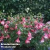 Fuchsia Hardy Lady Thumb
