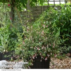 Fuchsia Magellanica 'Arauco' -Dobies FUCH MAGARAUCO T53303