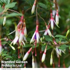Fuchsia Magellanica 'Arauco'
