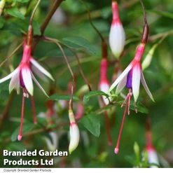 Fuchsia Magellanica 'Arauco' -Dobies FUCH MAGARAUCO T53307