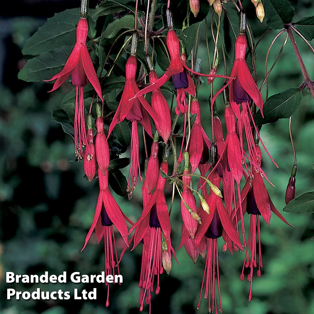 Fuchsia Riccartonii 3 Fuchsia Riccartonii - Image 3