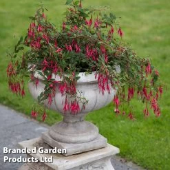 Fuchsia Riccartonii