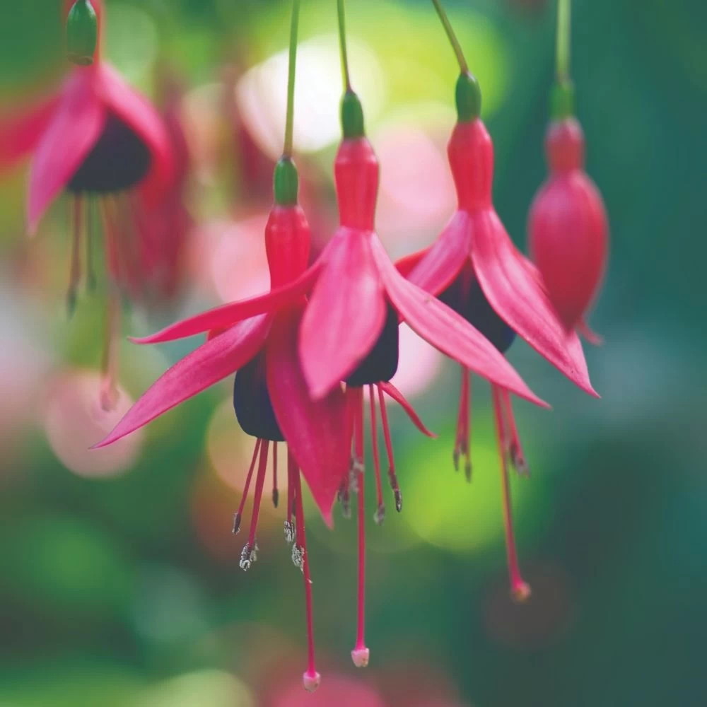 Fuchsia Riccartonii 2 Fuchsia Riccartonii - Image 2