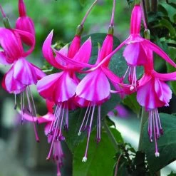 Fuchsia Shrimp Cocktail (Hardy)